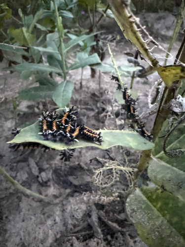 Milkweed Tussock Moth