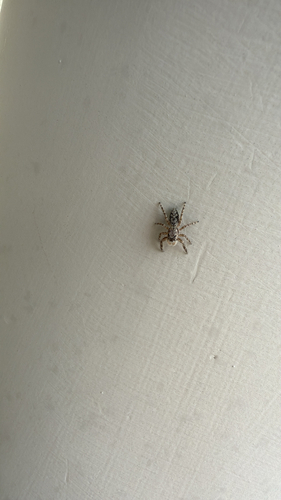 Tan Jumping Spider