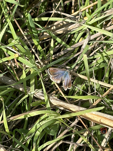 Common Blue