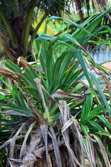 Pandanus odorifer, photograph (c) Wolfgang Ahlmer, some rights reserved (CC BY)