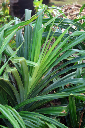 Pandanus odorifer, photograph 3