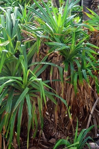 Pandanus odorifer, photograph 1