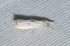 Microcrambus biguttellus