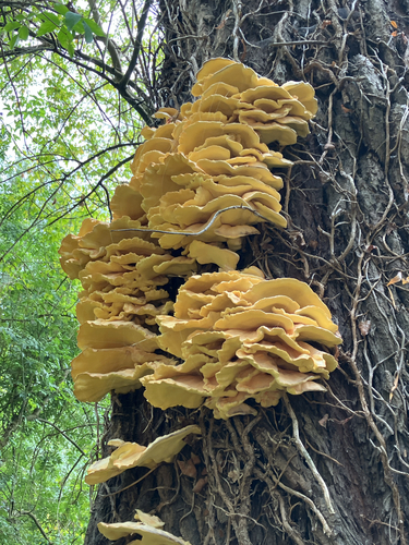 chicken of the woods
