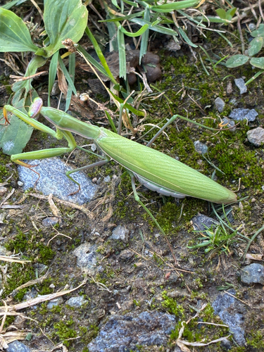 European Mantis