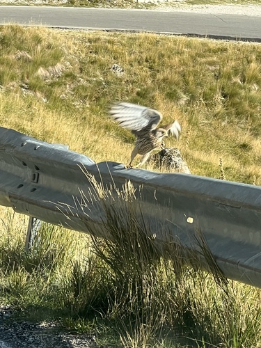 Eurasian Kestrel