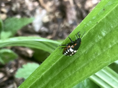 Southern Green Stink Bug