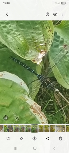 Sedge Darner
