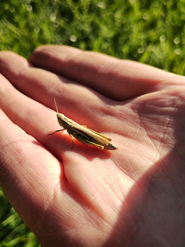 Lesser Marsh Grasshopper