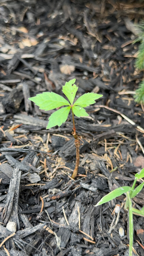 Virginia creeper