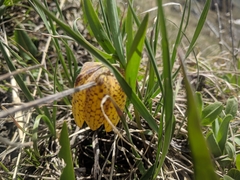 Fritillaria collina
