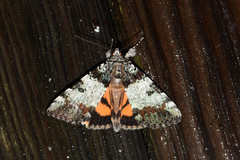 Catocala connubialis