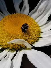 Anthrenus angustefasciatus