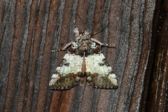 Catocala connubialis