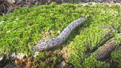 Carolina Mantleslug
