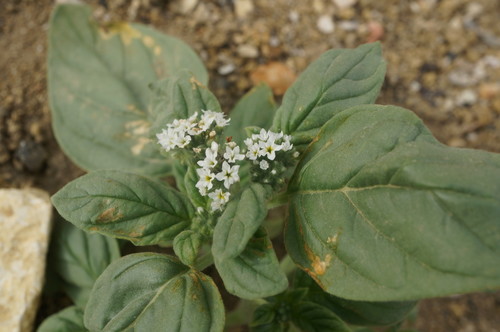 European heliotrope