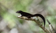 Anolis homolechis