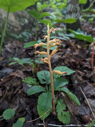 Corallorhiza maculata, photograph 2