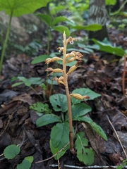 (c) Alaina Krakowiak, some rights reserved (CC BY) Corallorhiza maculata, photograph (c) Alaina Krakowiak, some rights reserved (CC BY)