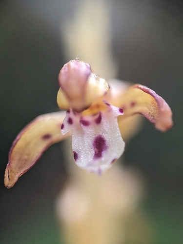 Corallorhiza maculata, photograph 3