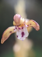 (c) Alaina Krakowiak, some rights reserved (CC BY) Corallorhiza maculata, photograph (c) Alaina Krakowiak, some rights reserved (CC BY)