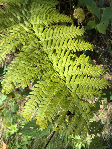 male fern