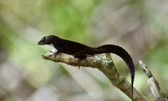 Anolis homolechis