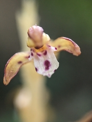 (c) Alaina Krakowiak, some rights reserved (CC BY) Corallorhiza maculata, photograph (c) Alaina Krakowiak, some rights reserved (CC BY)