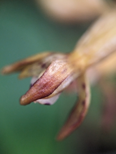 Corallorhiza maculata, photograph 5