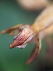 (c) Alaina Krakowiak, some rights reserved (CC BY) Corallorhiza maculata, photograph (c) Alaina Krakowiak, some rights reserved (CC BY)