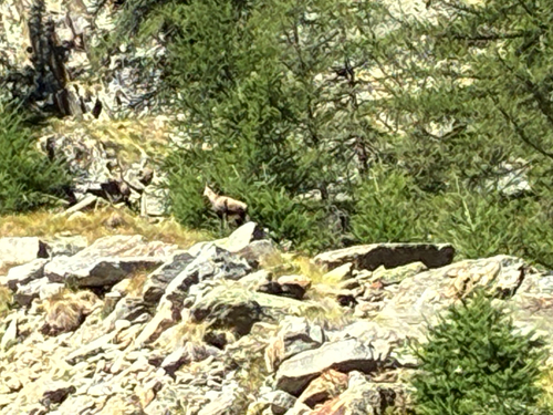 Northern Chamois