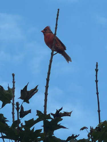 Northern Cardinal