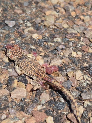 Central Netted Dragon