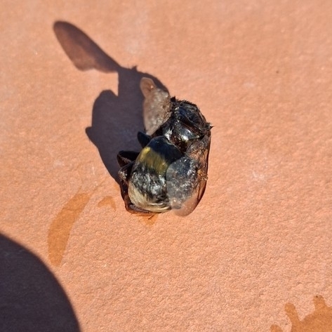 Bombus terrestris sassaricus