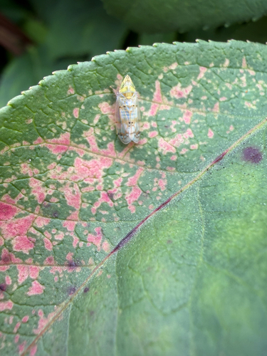 Japanese Maple Leafhopper