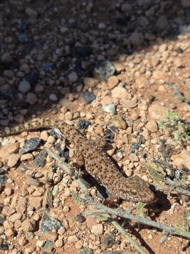 Common Prickly Gecko