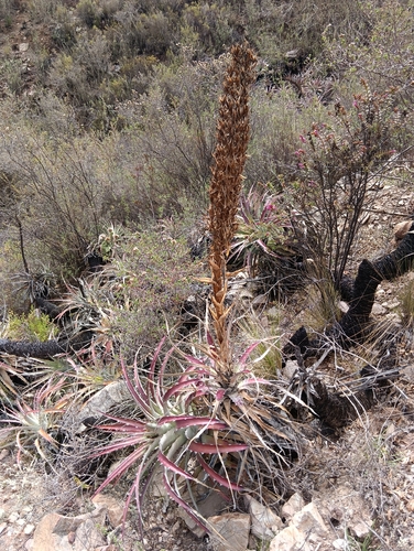 Puya meziana