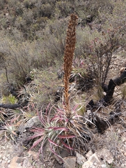 Puya meziana