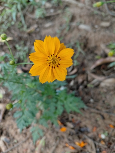 Yellow Cosmos