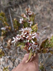 Proustia cuneifolia, photograph (c) Andrés Romero Bravo, some rights reserved (CC BY)