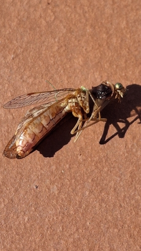 Styrian praying lacewing