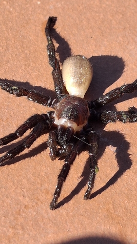 Nuragic Spider