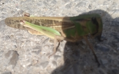 Langosta migratoria