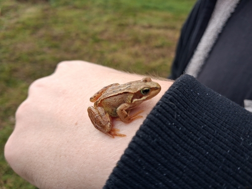 European Common Frog