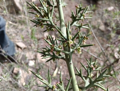 Colletia spinosissima