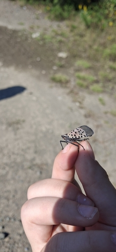 Spotted Lanternfly