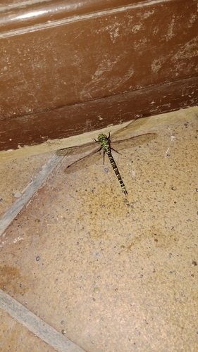 Southern Hawker