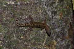 Gonatodes annularis