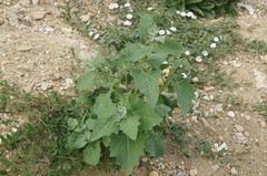 Atriplex micrantha