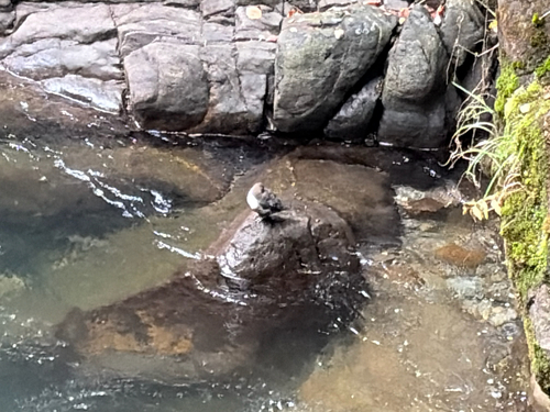 White-throated Dipper